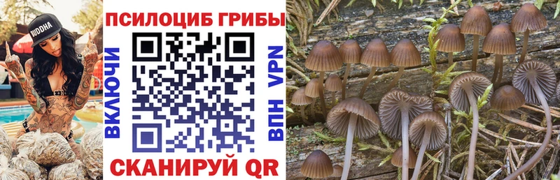 продажа наркотиков  Белокуриха  Псилоцибиновые грибы Cubensis 